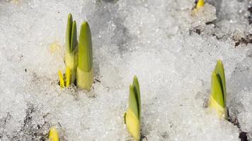 tiro de timelapse de neve derretida revelando broto de narciso video