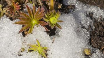 First spring sprouts of lupine flowers. Spring concept. Snow melts and flower sprouts appear video