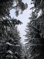 fotografía de invierno en el bosque, árboles naturales, exploración, paisaje, archivo jpg foto