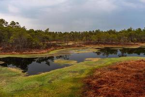 Swamp lake in Springtime photo