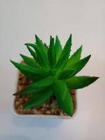 beautiful mini succulents photo