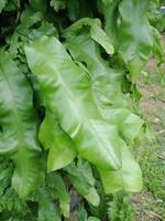 Bright green leaves wrought in the morning sun photo