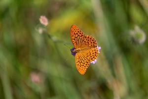 silver washed fritillary photo