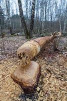 beaver works in the forest photo