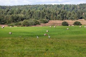 Latvian autumn landscape photo