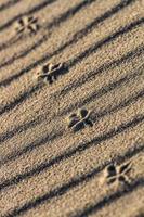 Patterns in the Sea Sand at Sunset photo