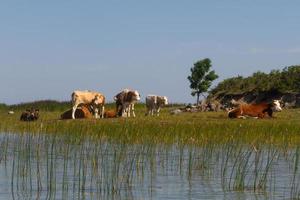 Summer Landscapes from Mmuhu Island photo