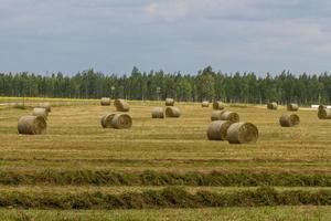 Latvian summer landscapes with hay rolls photo