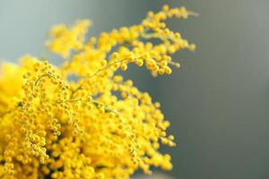 Yellow Mimosa flowers on grey wall background. Spring season concept. Selective focus. Copy space photo