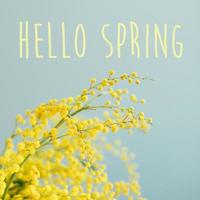 tarjeta de felicitación cspring. ramas de mimosa. hola concepto de primavera foto