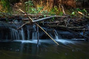 pequeño río forestal en verano con fondo verde foto