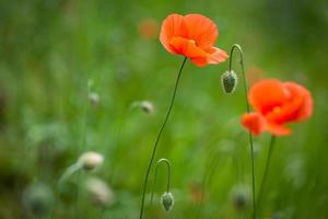 Red Poppies on a Green Background photo