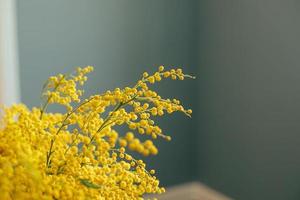 Yellow Mimosa flowers on grey wall background. Spring season concept. Selective focus. Copy space photo