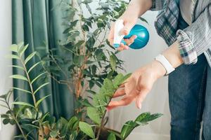 Woman cleaning leaves of potted plants at home. Care of indoor plants, spring cleaning concept. photo
