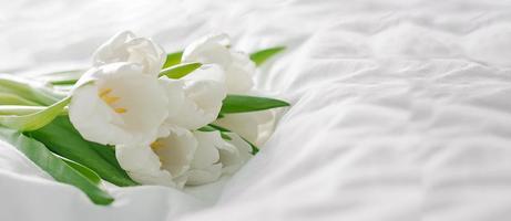 flores de tulipanes blancos sobre el fondo blanco. copie el espacio banner panorámico largo para el diseño. foto