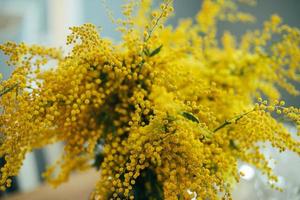 Bouquet of yellow mimosa photo