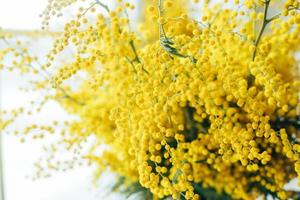 Yellow Mimosa flowers. Spring season concept. photo