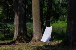 Tree Trunks in park photo