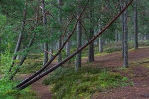 Green Coniferous  forests photo