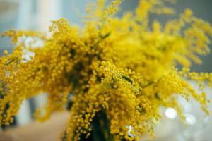 Bouquet of yellow mimosa photo