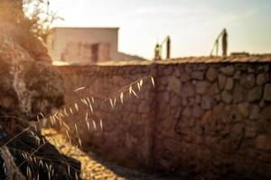 Beautiful stalk of oats illuminated by the setting sun against the background of a stone wall photo