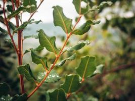 Close up photo of a plant branch with little water droplets on leaves in a dramatic view