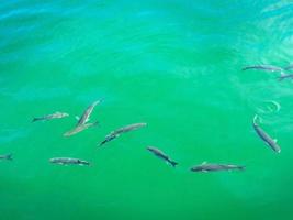 Several fishes swimming in an emerald green sea water photo