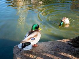 two male ducks, one of which sits on a stone in the foreground, and the second dives in a pond out of focus photo