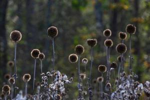 Dry Echinops On the Blured Bacground photo