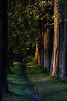 Green Coniferous  forests photo