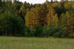 Latvian summer landscapes photo