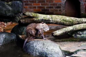 el castor que se bañaba en su jaula. foto