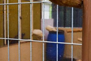 A blur cage containing peacocks. photo