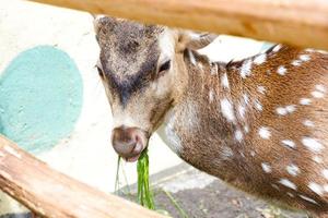 Deer who are eating grass in their cages in the morning. photo