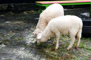 Sheep who are eating grass in their pen in the morning. photo