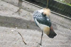 Selective focus of the crowned gray heron that is cleaning its feathers in its cage. photo