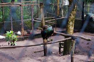 enfoque selectivo de los pavos reales que comen en sus jaulas. foto