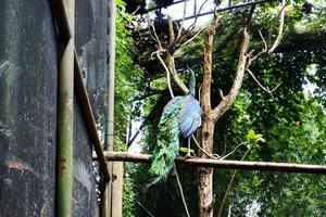 Selective focus of peacocks that are eating in their cages. photo