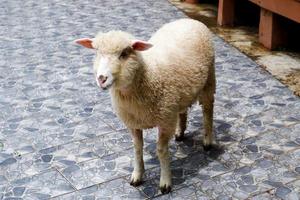 Selective focus of free-standing lambs. photo