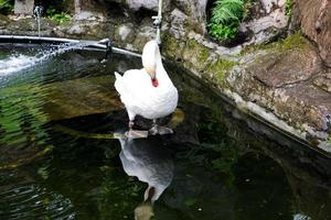 White swans swimming in the lake. photo