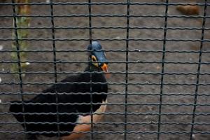 Selective focus of maleo birds that are eating in their cages. photo