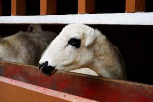 Selective focus of Garut sheep who are standing in their pens. photo
