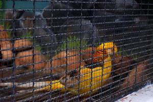 The selective focus of pheasant china which has a golden color is in its cage. photo