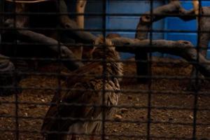 Selective focus of red-legged seriema who is in his cage. photo