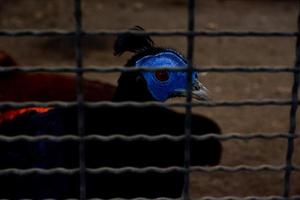 The selective focus of the brown sempidan which has the characteristic of having a blue face is in its cage. photo