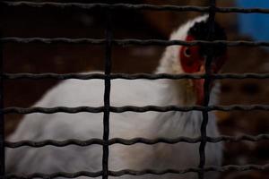 A selective focus of silver pheasants that have a beautiful white color is in the cage. photo