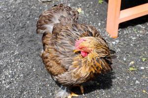 Brahmin chickens that have a large body are cleaning their feathers in their cages in the morning. photo