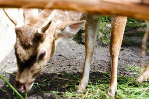 Deer who are eating grass in their cages in the morning. photo