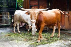 una vaca de cuernos largos que come hierba en su corral por la mañana. foto