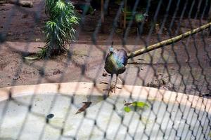 Selective focus of peacocks that are eating in their cages. photo